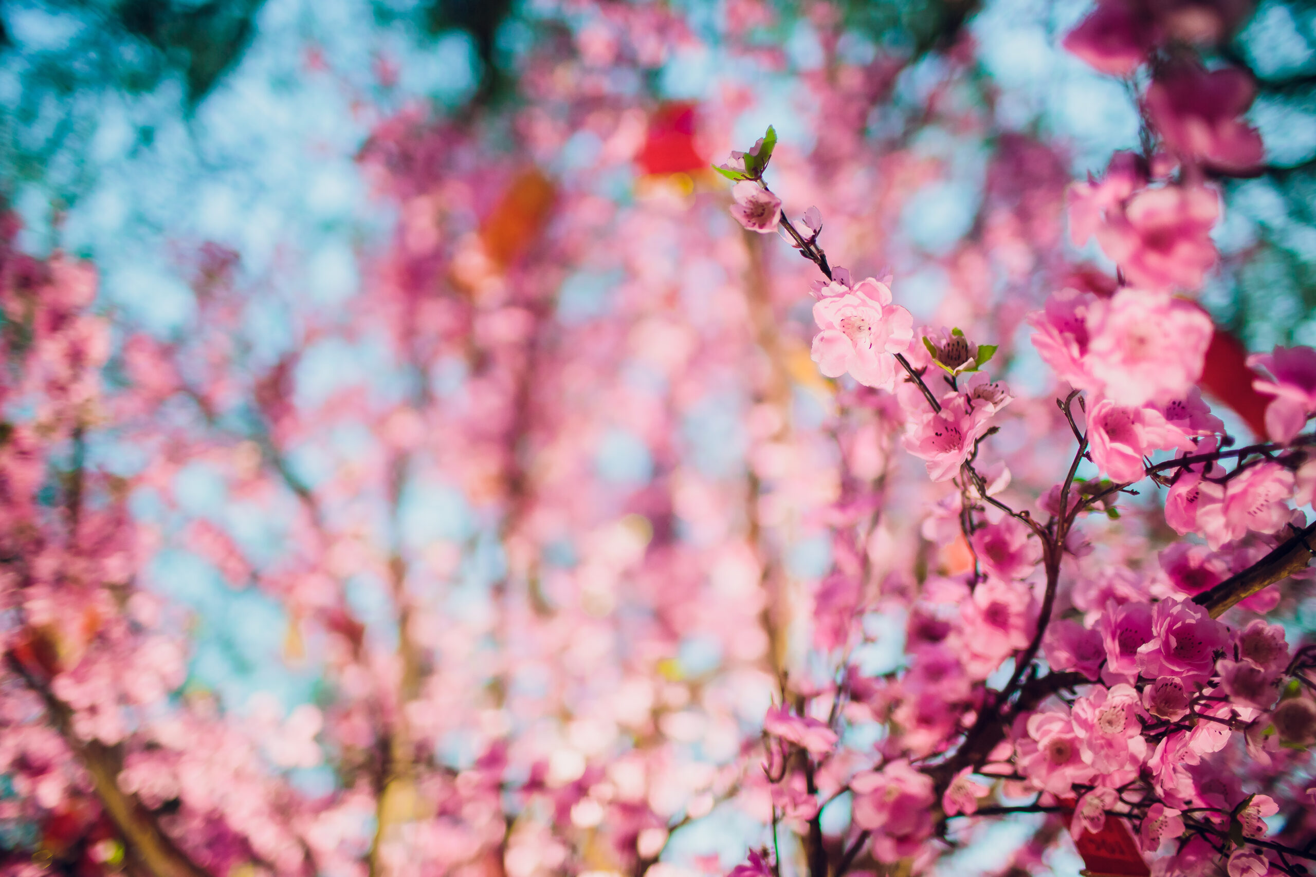 cherry blossoms for Chinese New Year