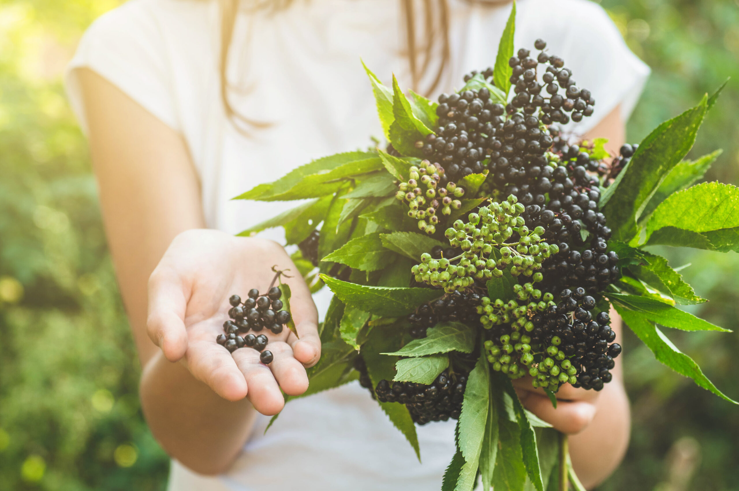 Girl holds in hands clusters fruit black elderberry in garden (Sambucus nigra). Elder, black elder.