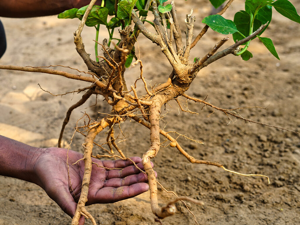 Ashwagandha (Withania somnifera) plant being harvested with roots exposed