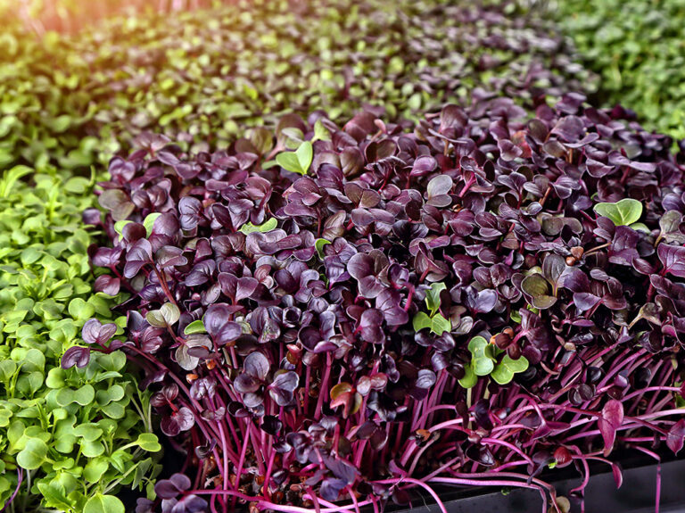 Assorted fresh green and purple microgreens growing densely together.