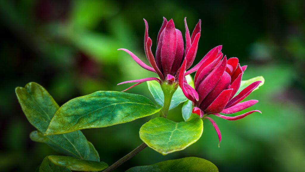 Allspice flowering