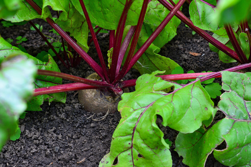beet root plant