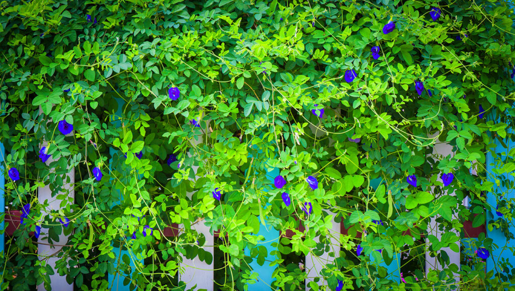 Butterfly pea flower