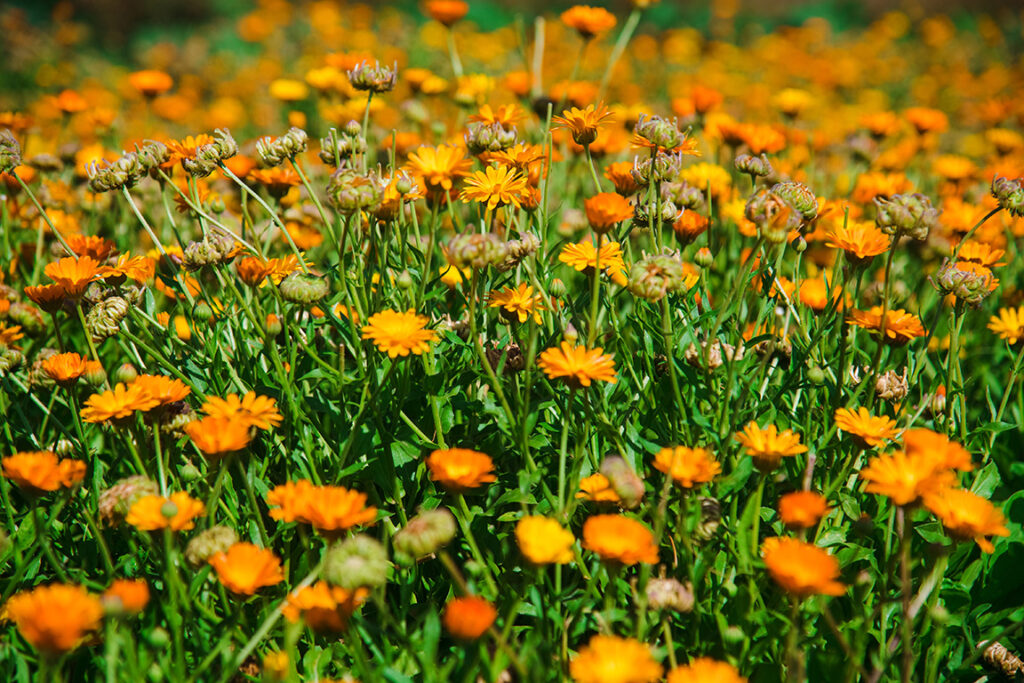 Calendula