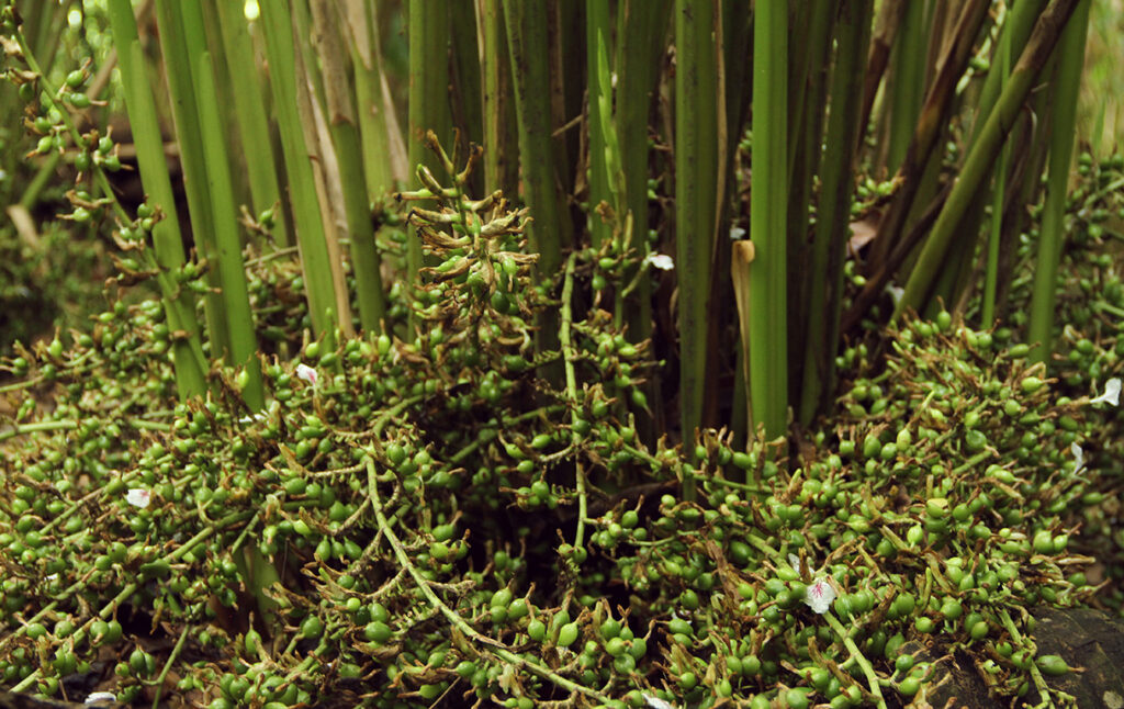 Cardamom plant