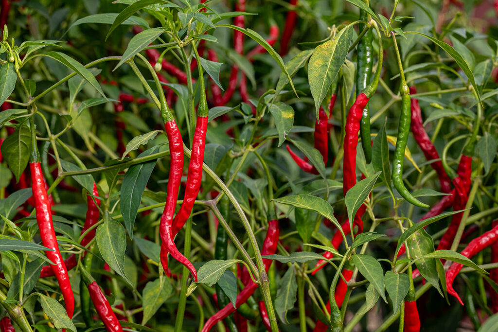 Cayenne