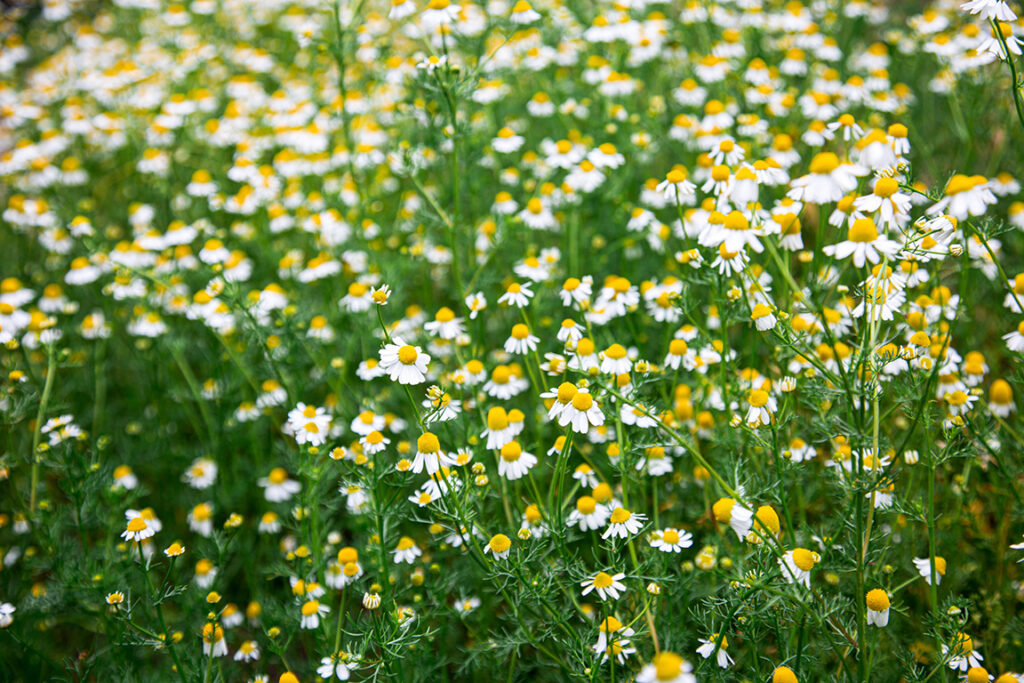 Chamomile