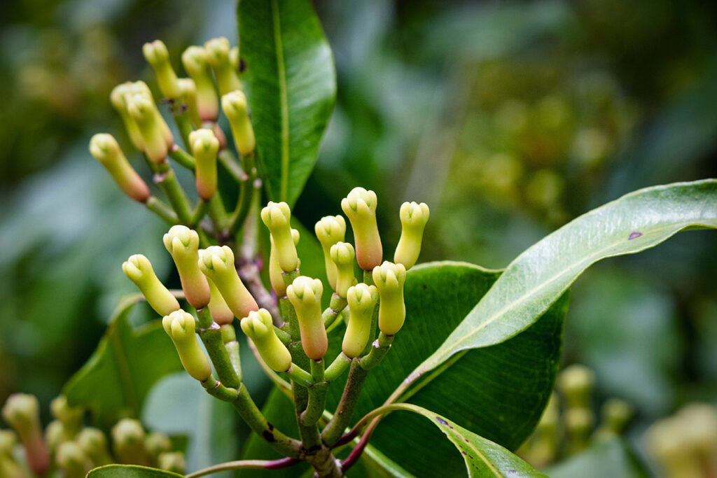 Clove plant