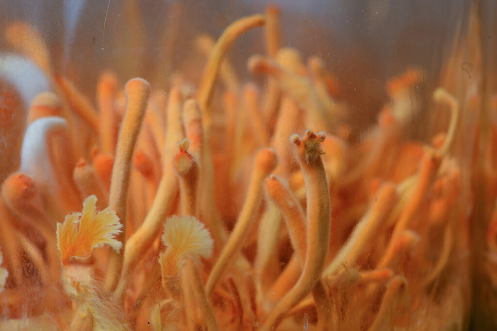 cordyceps growing