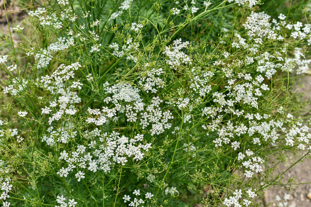Cumin
