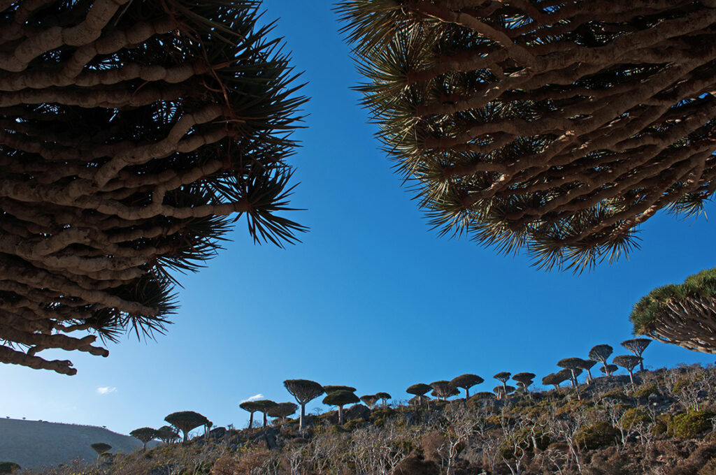 Dragon's Blood trees