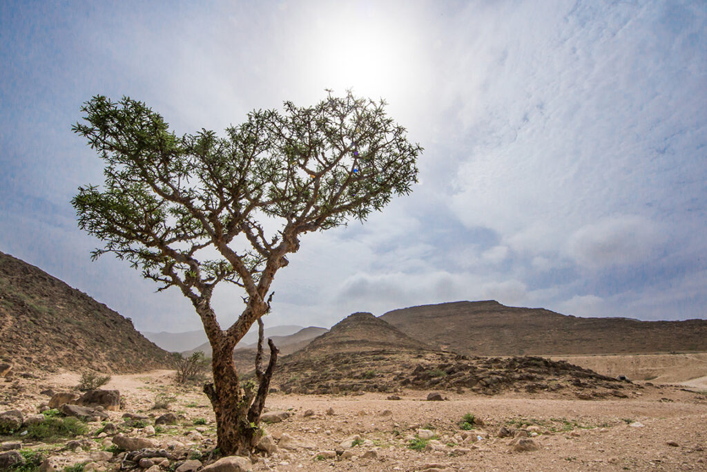 Frankincense tree-Boswellia