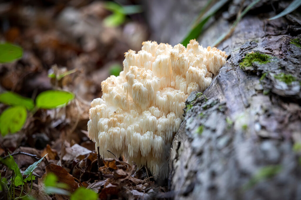 Lion's Mane growing