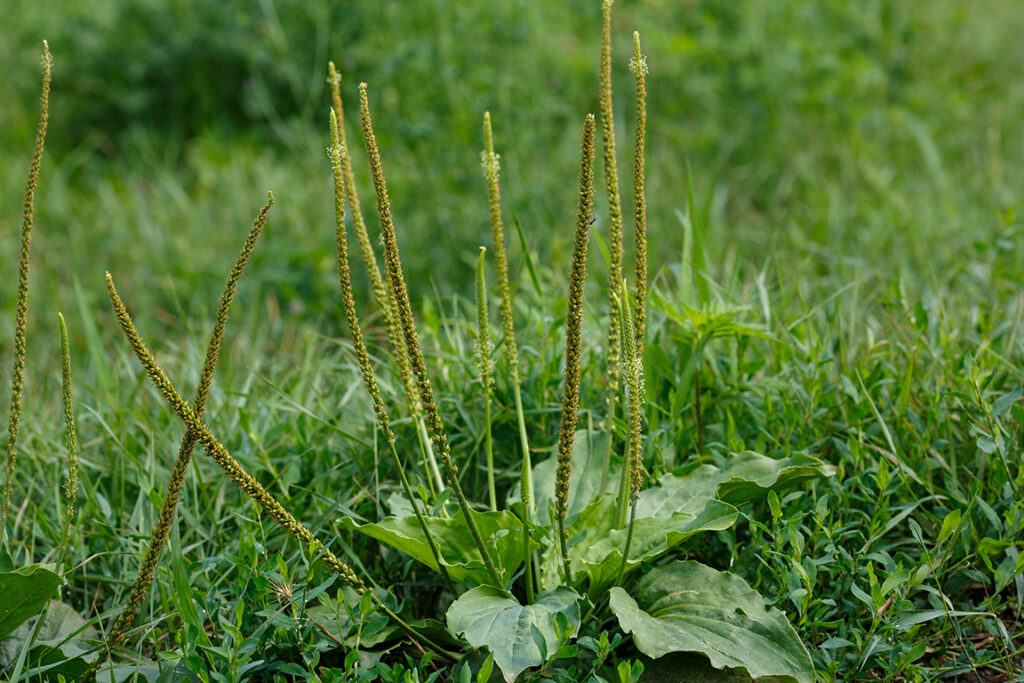 Plantain