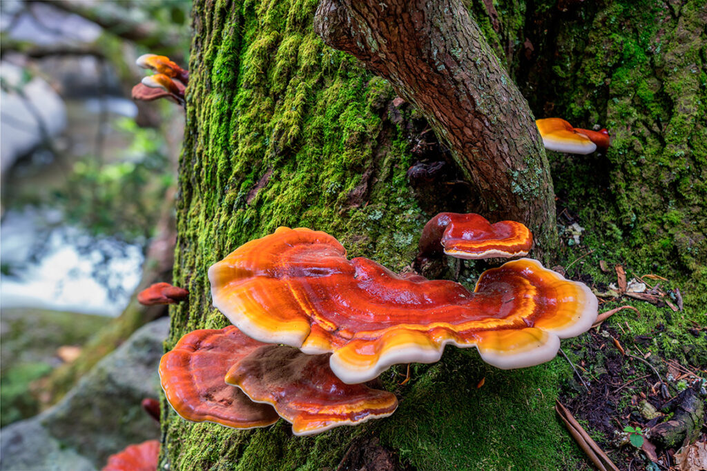 Reishi-Mushroom_Ganoderma lucidum