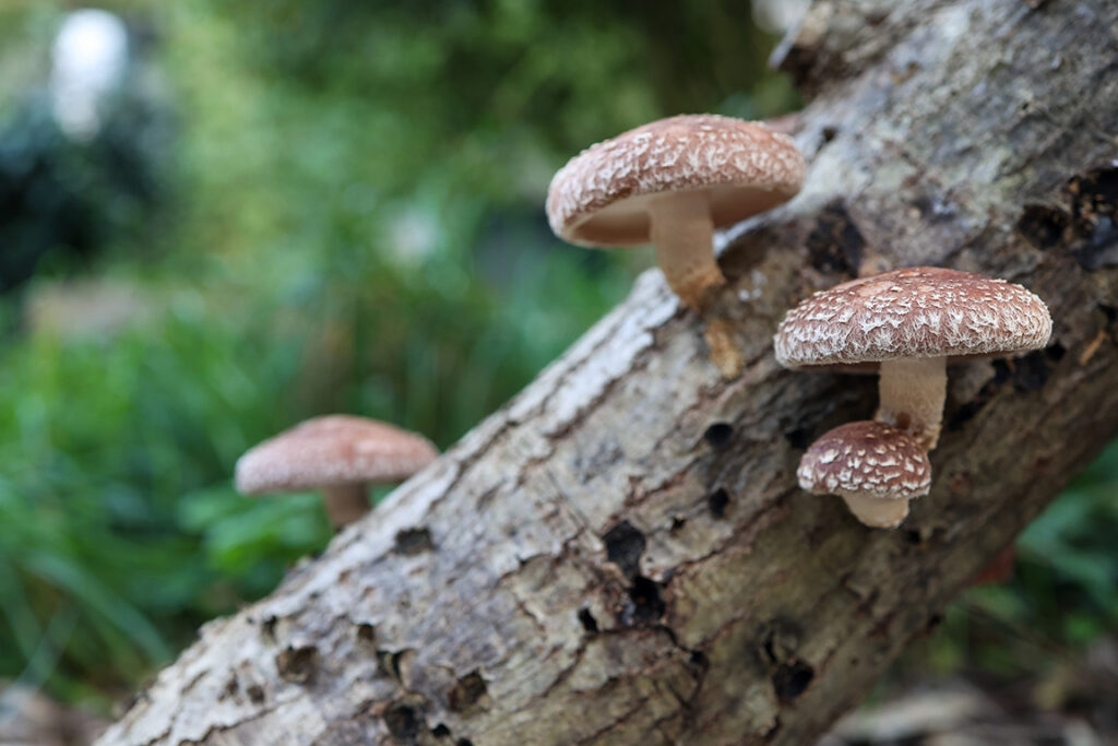 Shiitake 