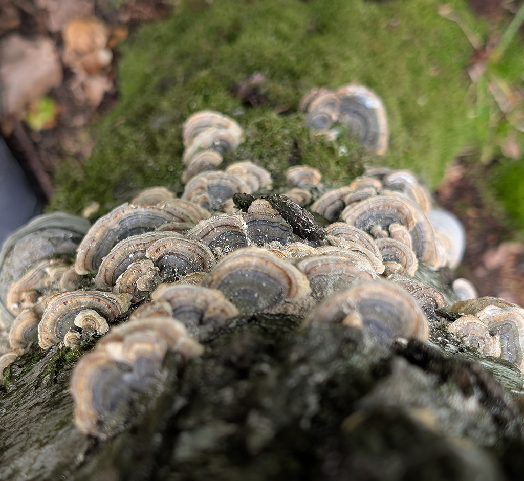 Turkey Tail growing