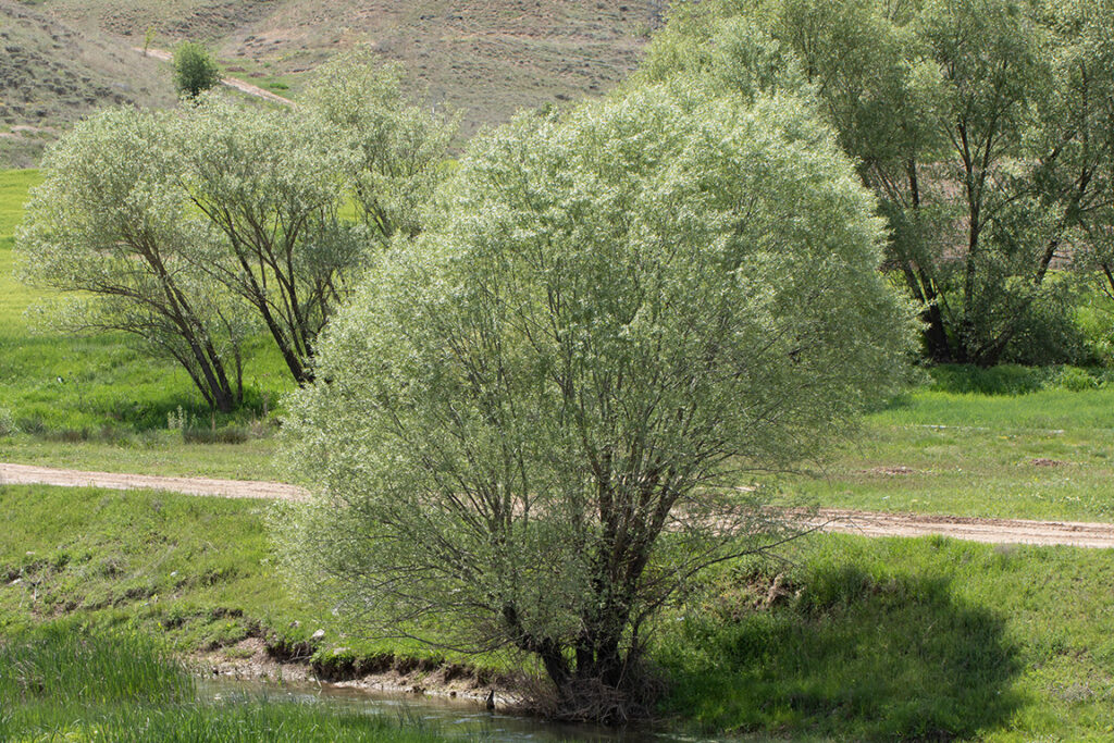 White Willow tree
