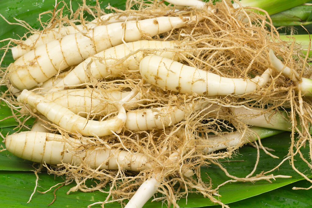 fresh picked arrowroot
