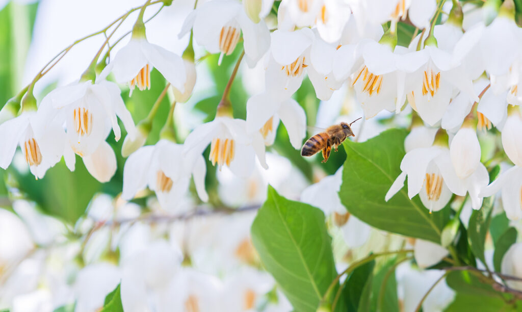 blooms on a styrax tree