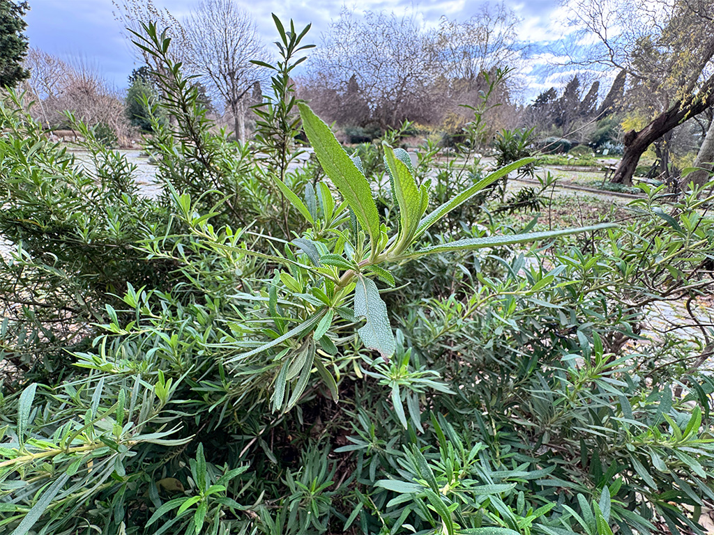 black-sage_salvia-mellifera