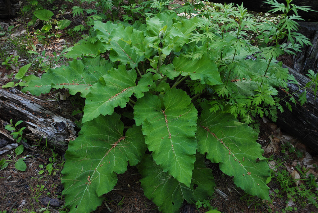 burdock_Arctium lappa