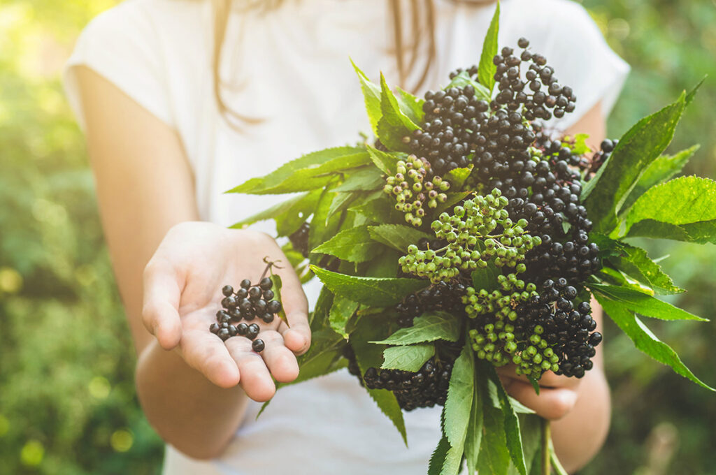 Sambucus nigra aka Elderberry