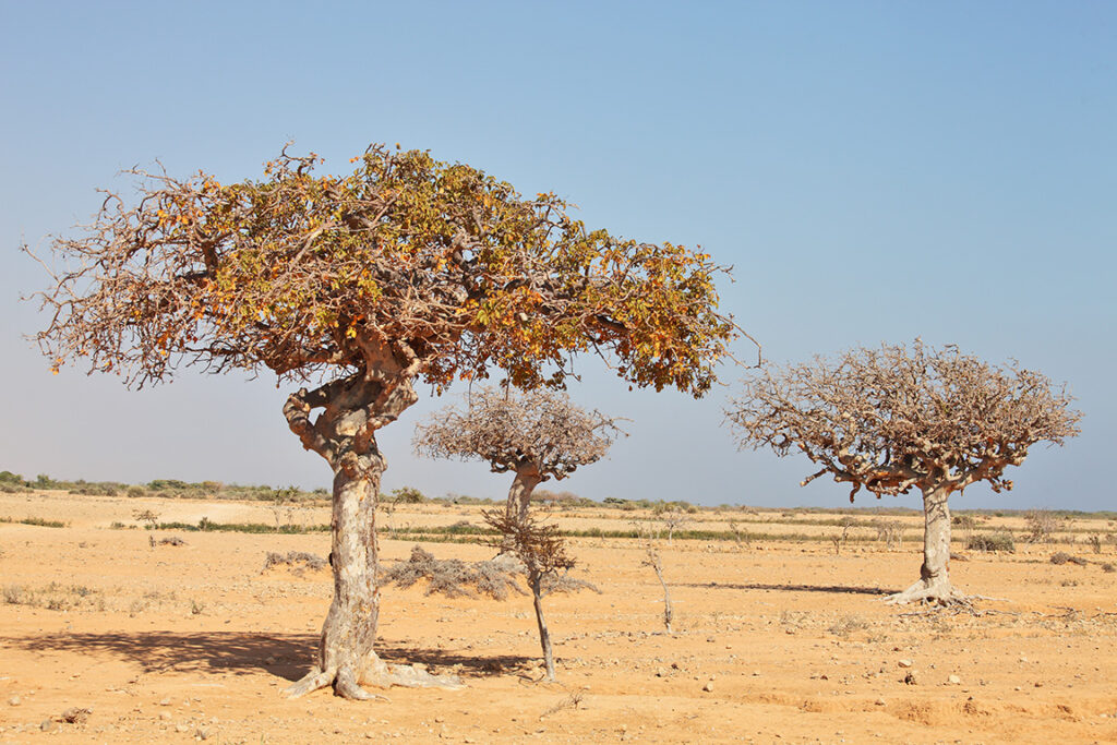 myrrh-tree-Commiphora-myrrha