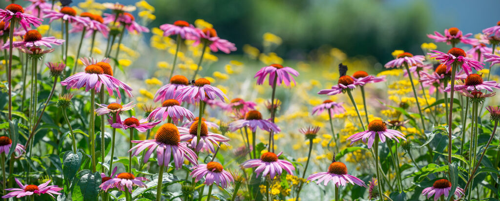 Echinacea