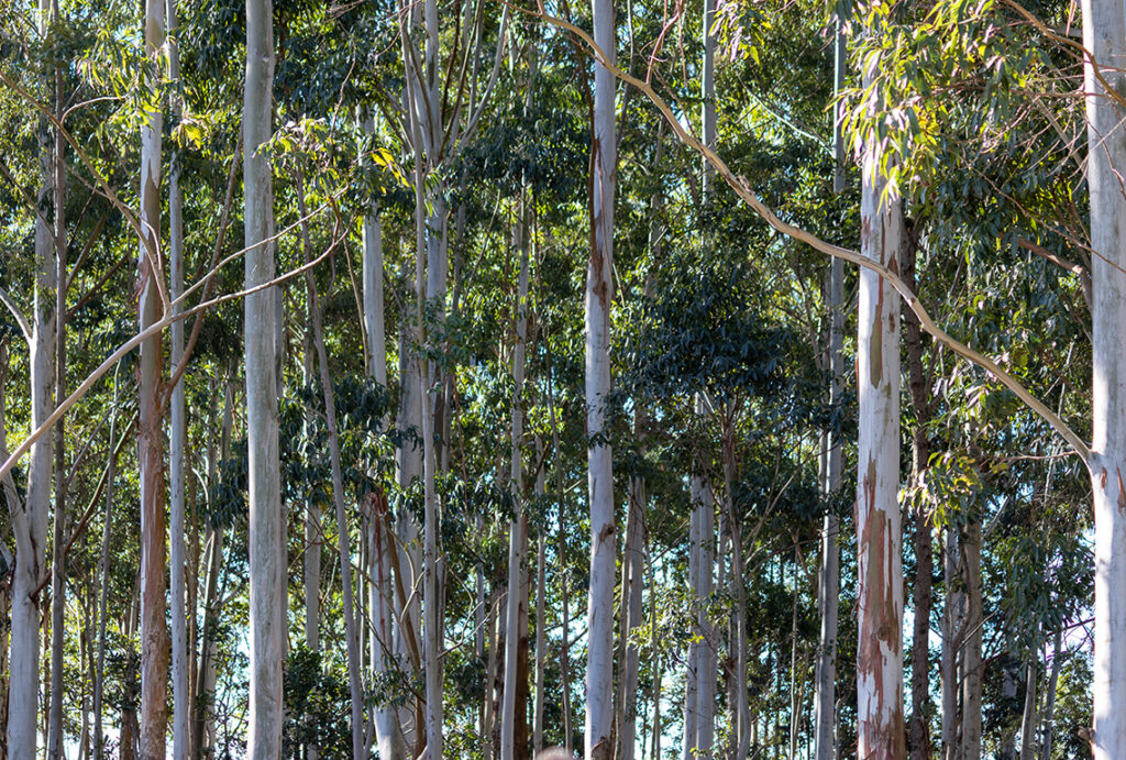 Eucalyptus trees