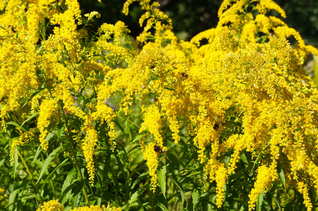 Goldenrod