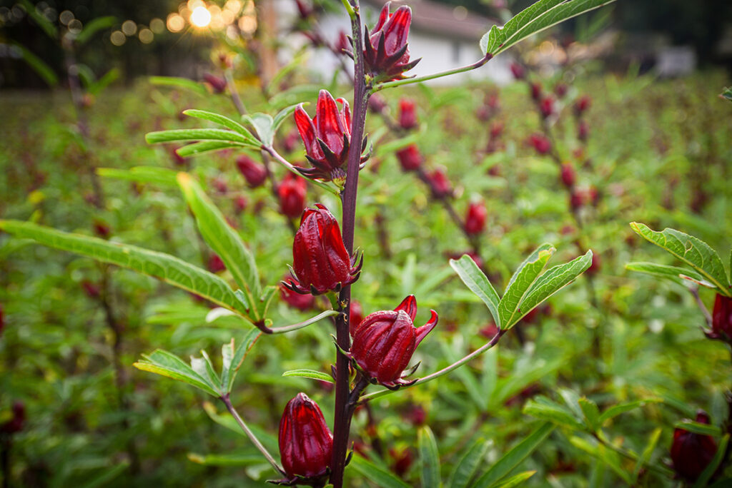 Hibiscus