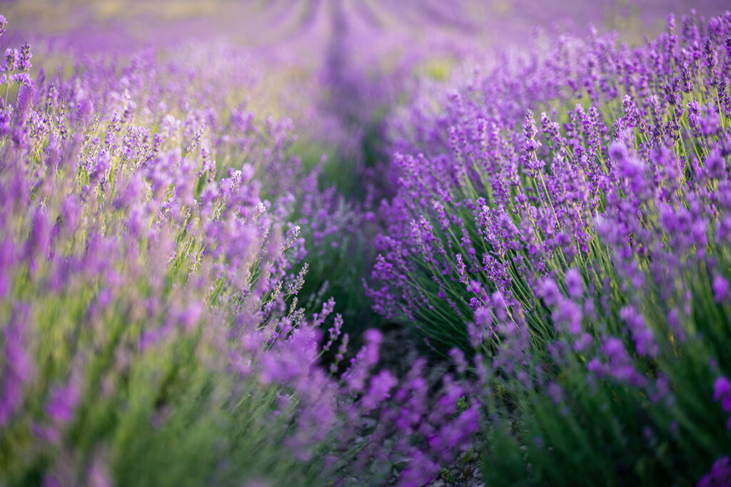 Lavender-Lavandula x intermedia
