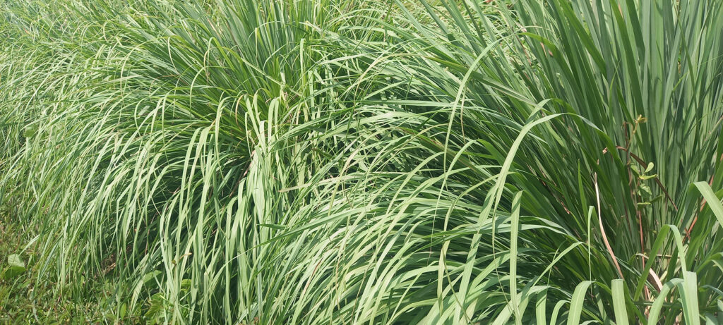 Lemongrass-Cymbopogon citratus