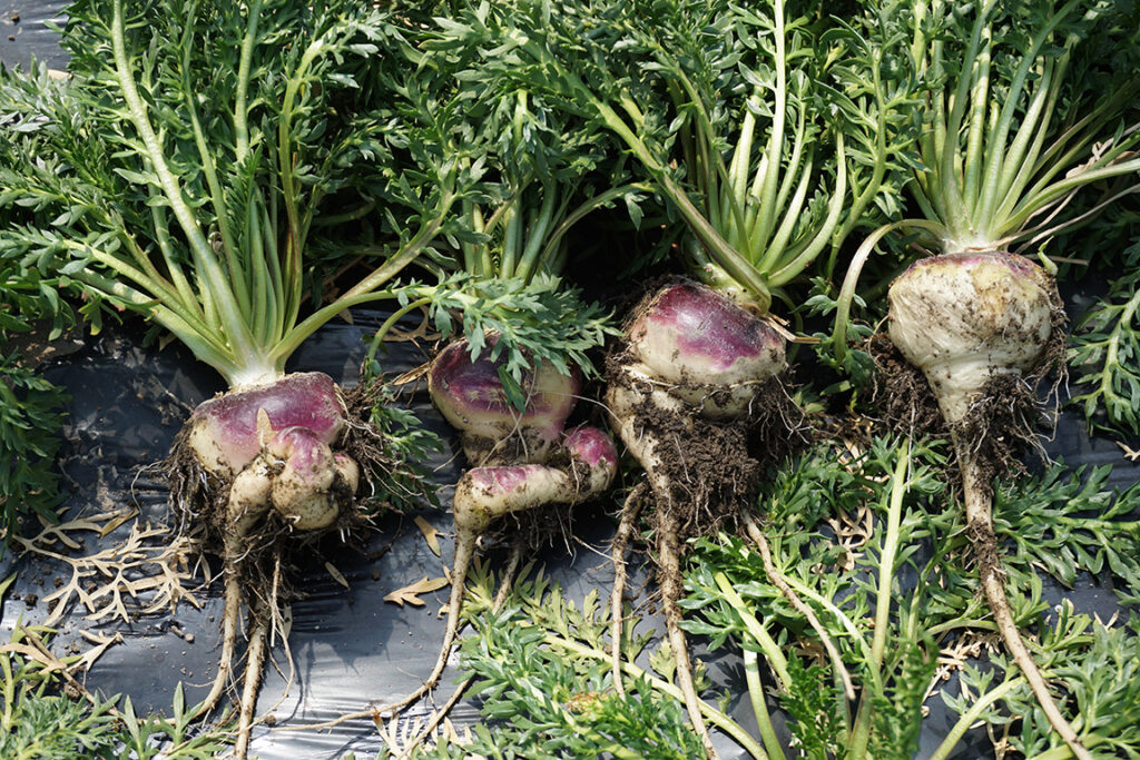 Maca Root-Lepidum meyenil