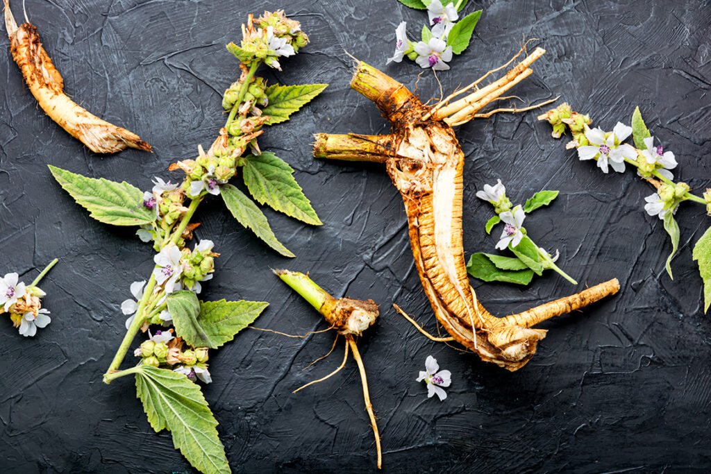 Marshmallow Root, leaves. and flowers-Althaea officinalis