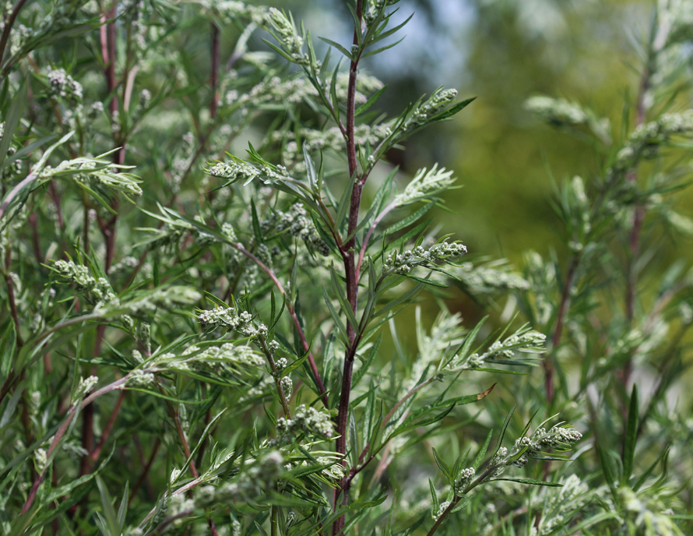 Mugwort-Artemisia vulgaris