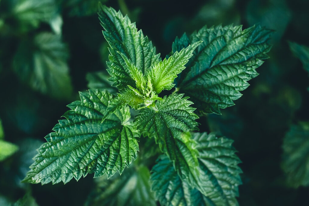 Nettle Leaf-Urtica dioica