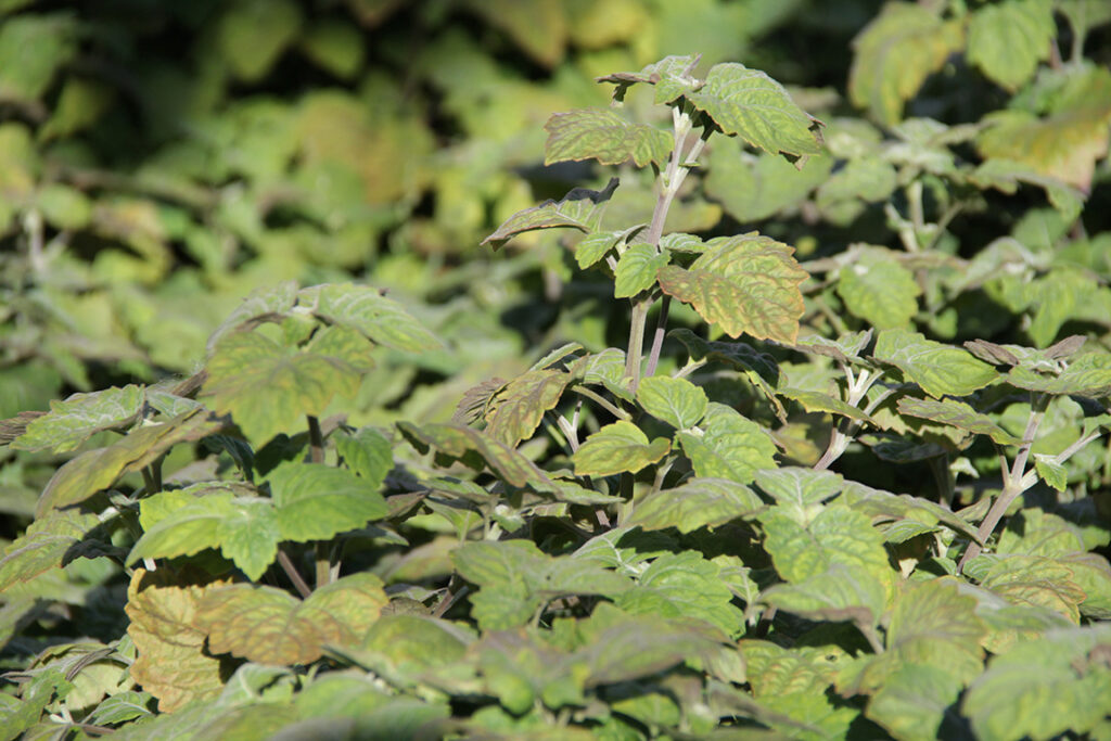 Patchouli-Pogostemon cablin