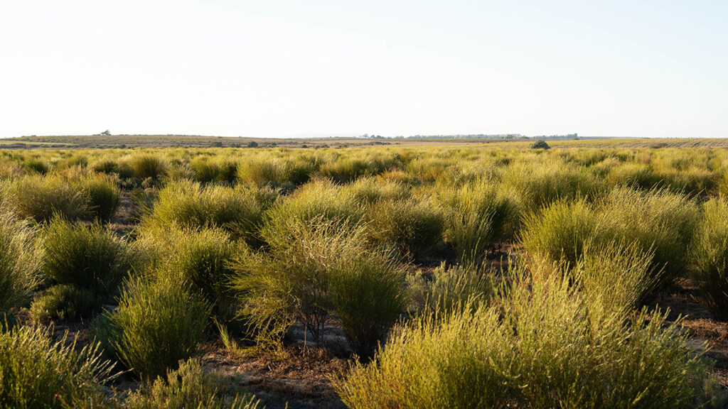 Rooibos-Aspalathus linearis