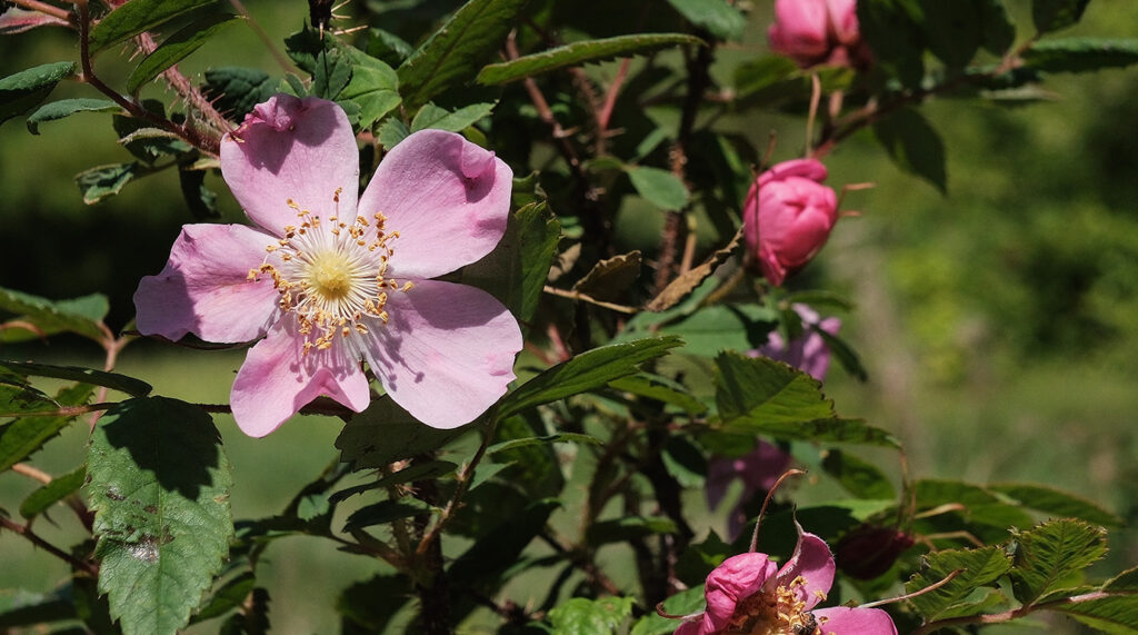 Rosa canina