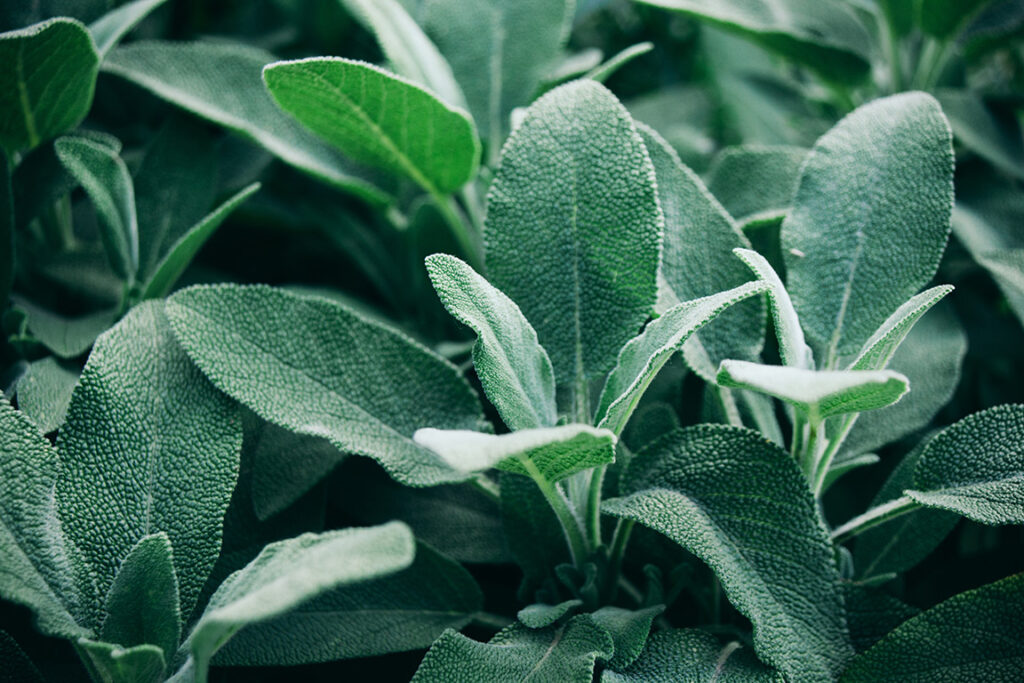 Sage Leaf-Salvia officinalis