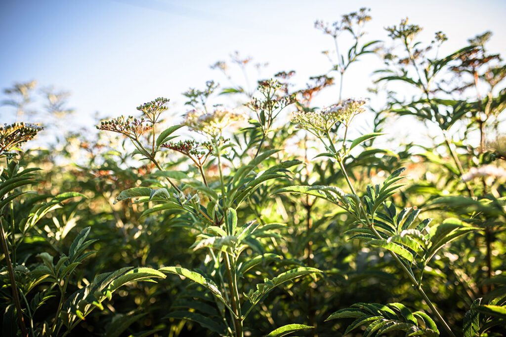 Valerian-Valeriana officinalis