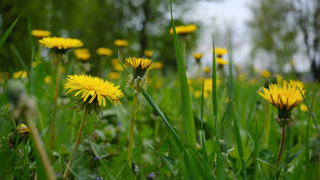 dandelion