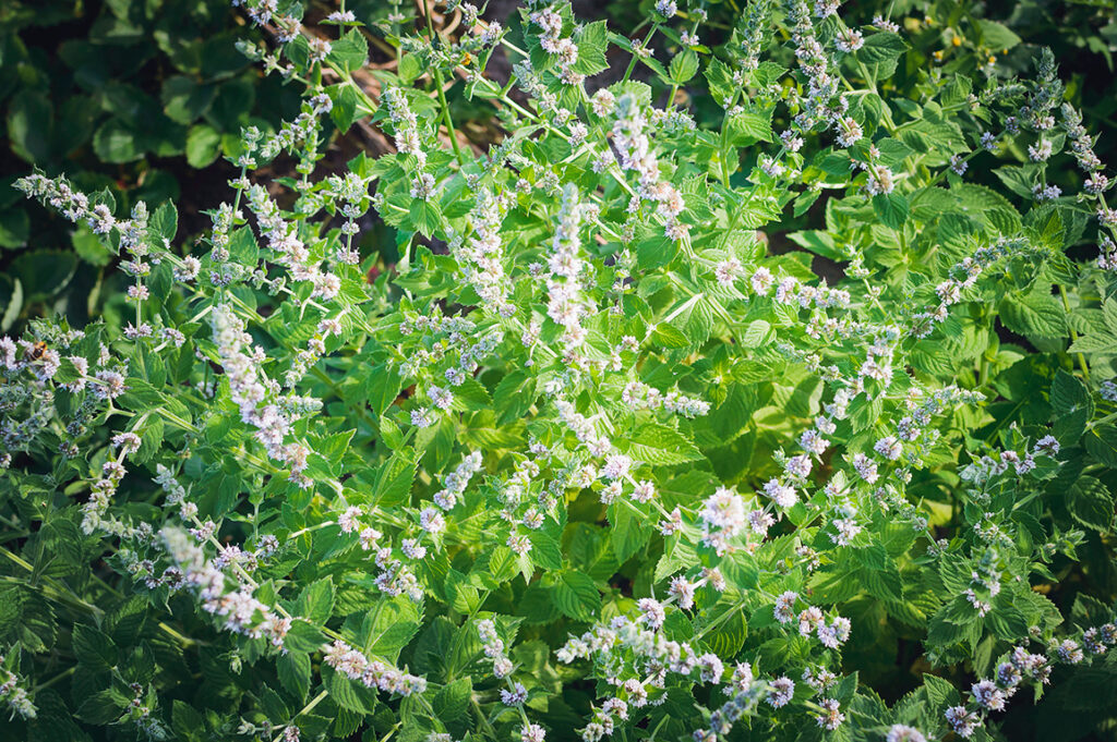 lemon balm-Melissa officinalis