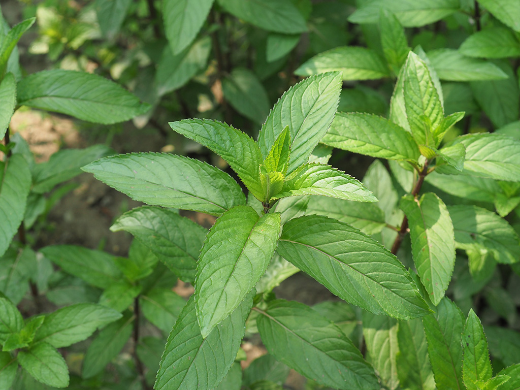 peppermint -Mentha piperita