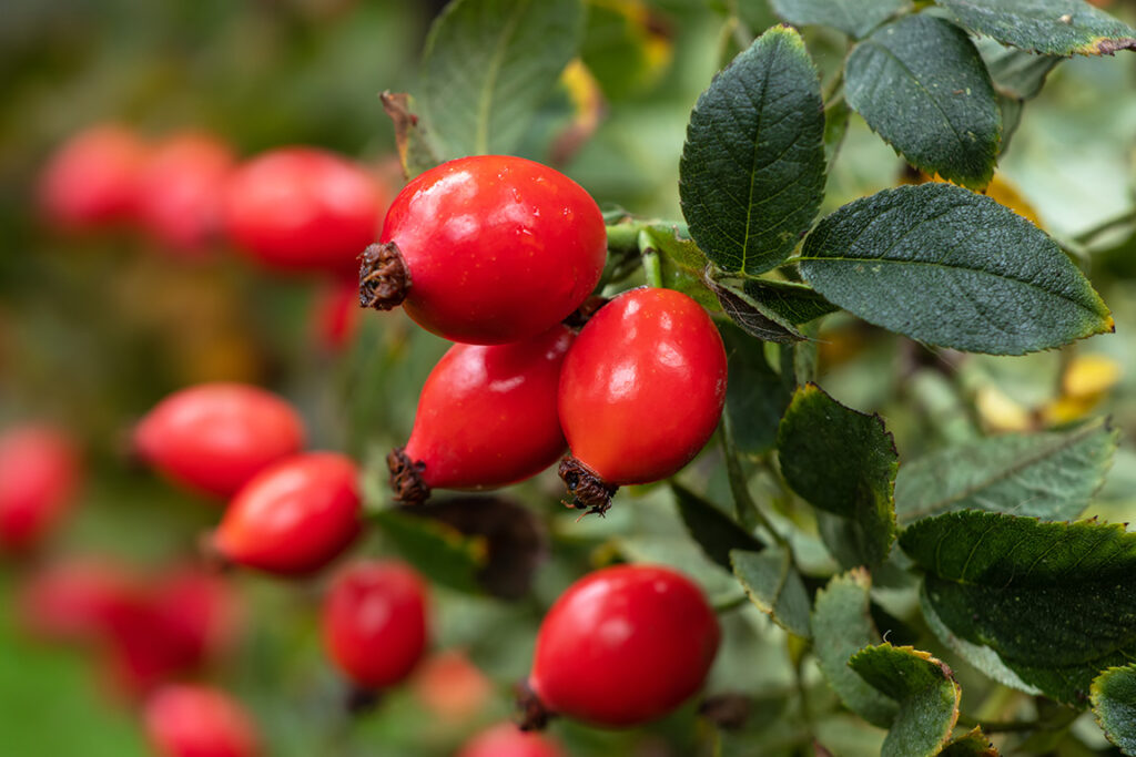 rose hips