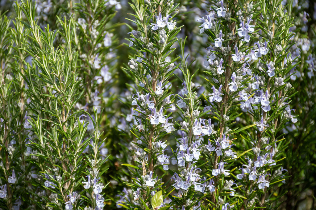 rosemary-Rosmarinus officinalis