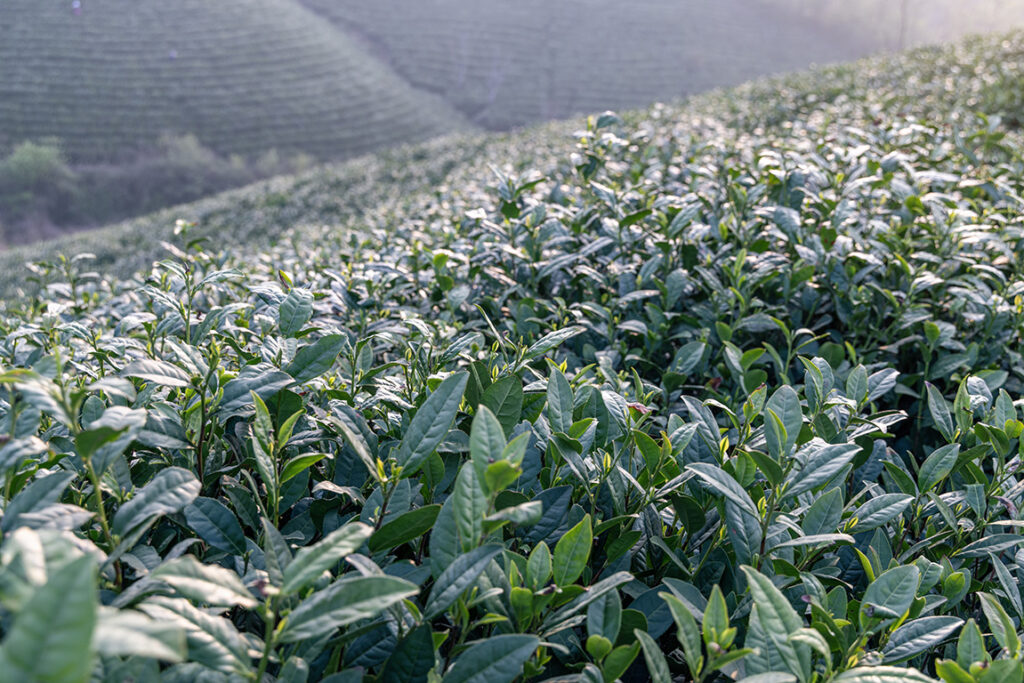 camellia-sinensis a field of tea growing